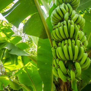 Green Banana Flour - Organic