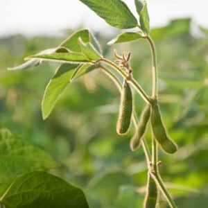 Soy Protein Isolate