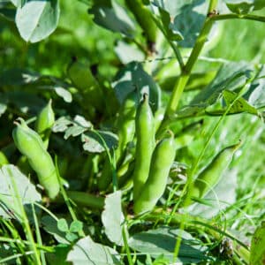 Fava Bean Protein