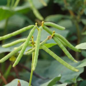 Mung Bean Protein