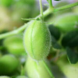 Chickpea Protein
