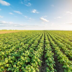Potato Starch - Organic