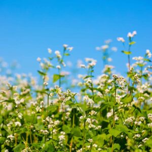 Buckwheat Flour - Organic