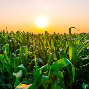 Maize Flour - Organic