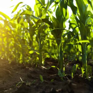 Maize Starch - Organic