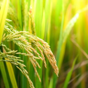 Rice Flour - Organic